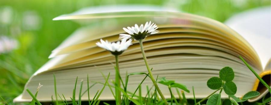 A book lying in the grass.