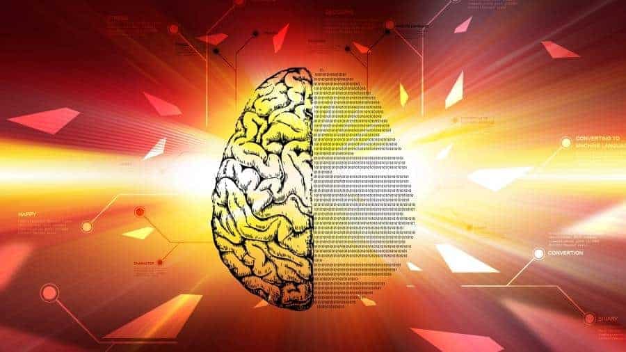 Human brain divided into right and left hemispheres. 