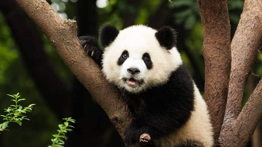 A cute black-and-white panda hanging out in a tree.