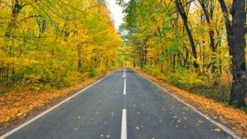 A straight, paved road with no cars, surrounded on both sides by trees with yellow and green leaves.