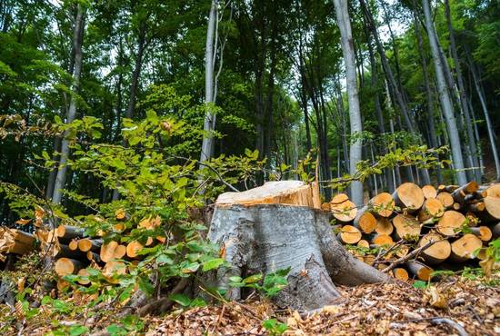 A tree stump in a forest surrounded by piles of logs. 