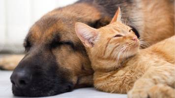 A sleeping cat leaning against a sleeping dog. 