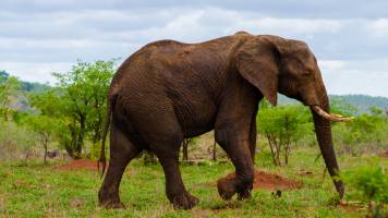 A stately elephant is walking.