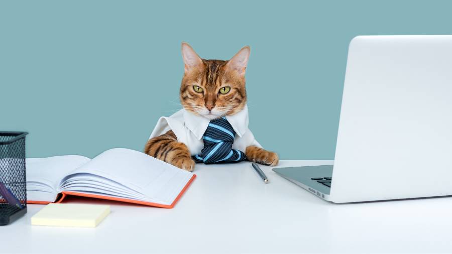 A cat who looks painfully bored is sitting at a work desk. 